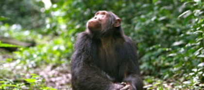 Queen Elizabeth National Park