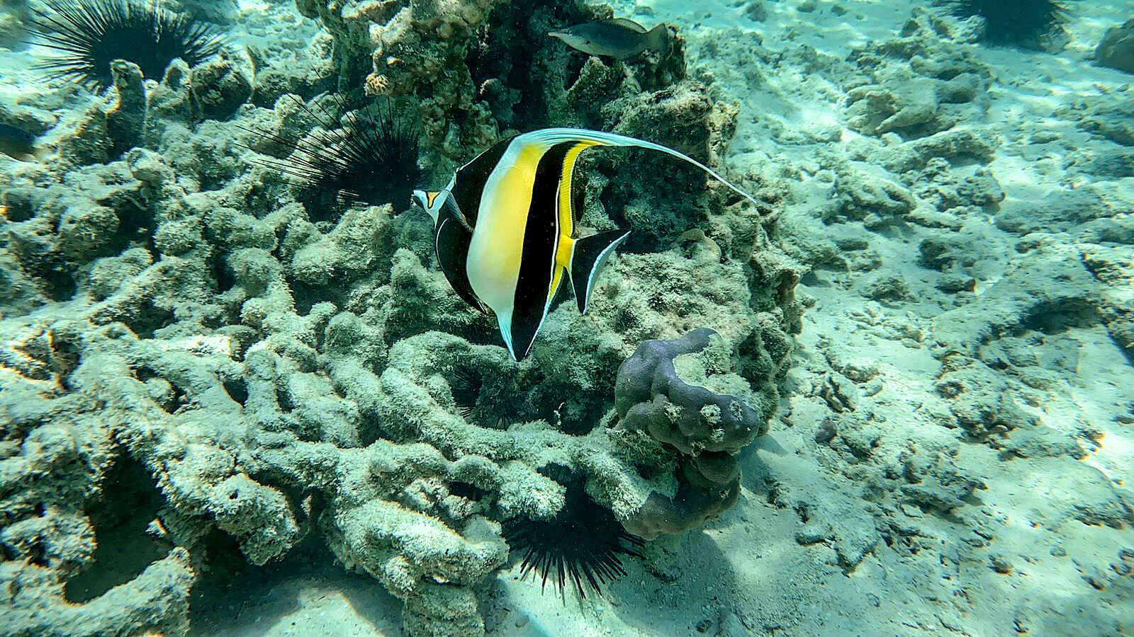 andBeyond Mnemba Island Lodge: Ein bunter Wimpelfisch andBeyond Mnemba Island Lodge: Ein bunter Wimpelfisch