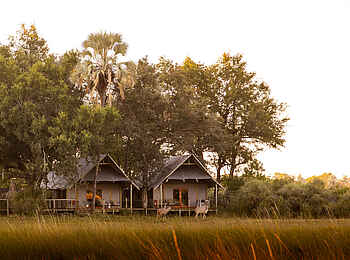 Chitabe Lediba Camp: Family Tent Ansicht