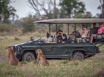 Chitabe Lediba Camp: Geparde