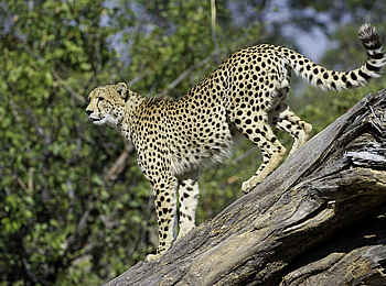 Duma Tau Camp: Gepard Duma Tau Camp: Gepard