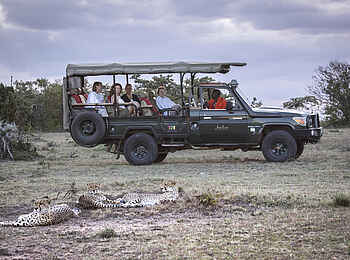 Encounter Mara Camp: Drei Geparden