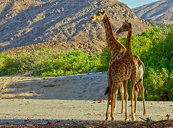 Hoanib Valley Camp: Giraffen Hoanib Valley Camp: Giraffen