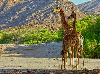 Hoanib Valley Camp: Giraffen