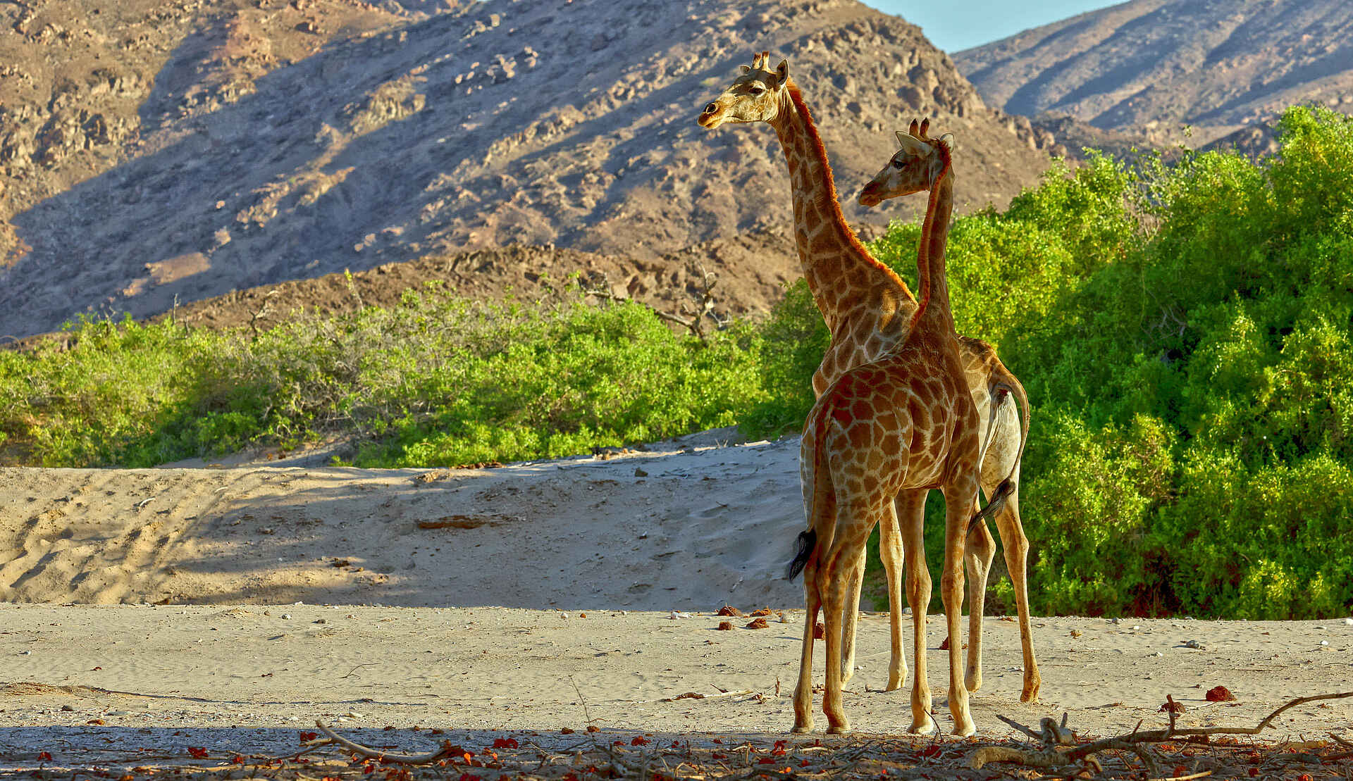 Hoanib Valley Camp: Giraffen