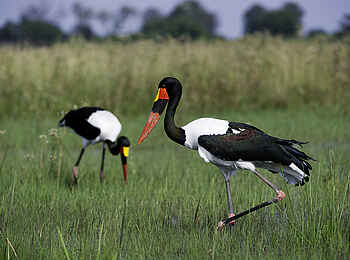 Jacana Camp: Sattelstorch Jacana Camp: Sattelstorch