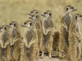 Jack's Camp: Erdmännchengarde