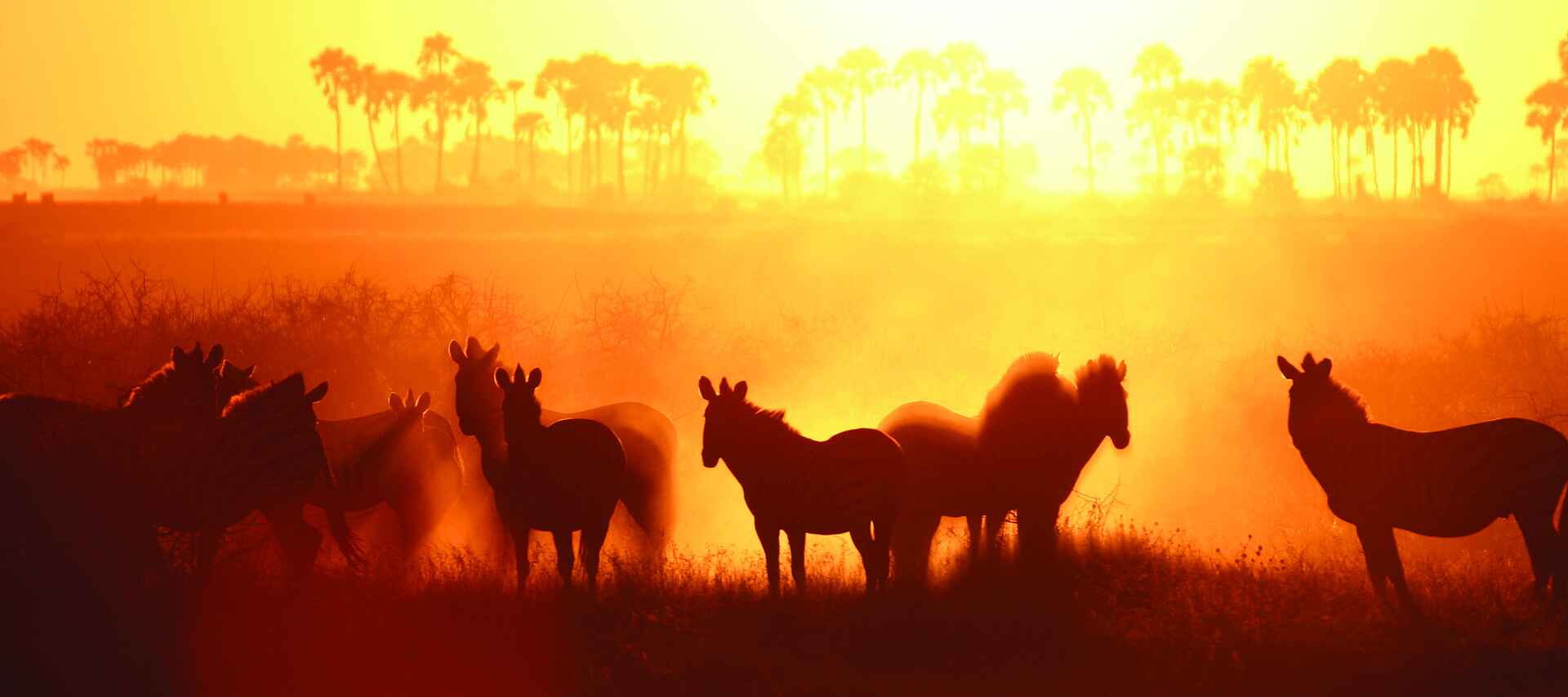 Jack's Camp: Zebras im Gegenlicht Baobab, Jack's Camp, Kalahari, Kubu Island, Makgadikgadi, Ntwetwe Pan, Nxai Pans, Zebra