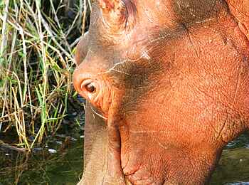 Leopard Lodge: Nilpferd