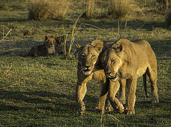 Little Ruckomechi Camp: Sozialer Kontakt zwischen Löwinnen