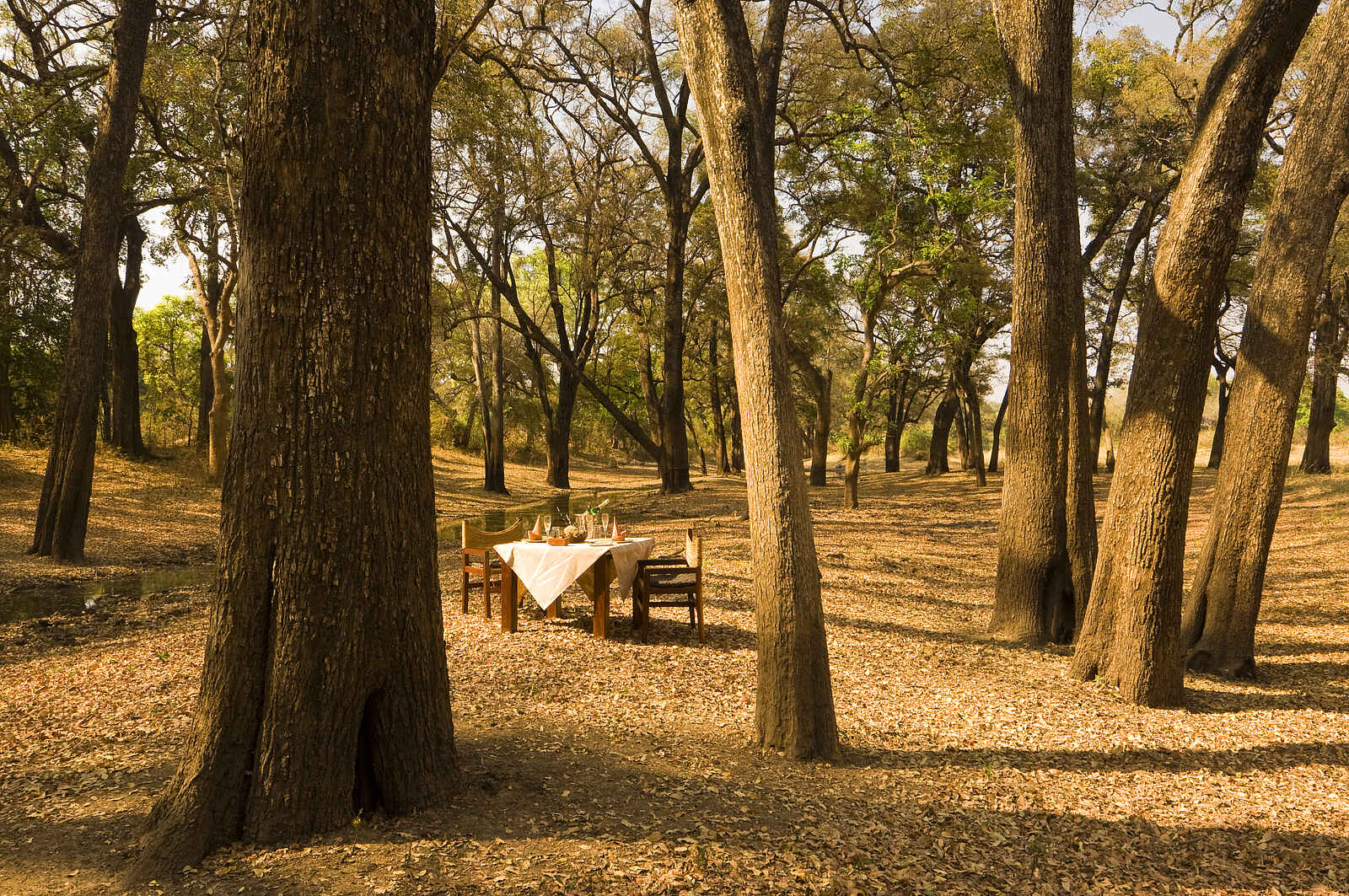 Luangwa River Camp: Dinner im Busch Luangwa River Camp: Dinner im Busch