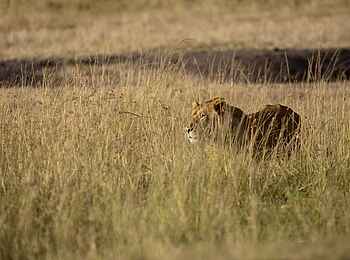 Mkombes House Lamai: Löwe im Gras