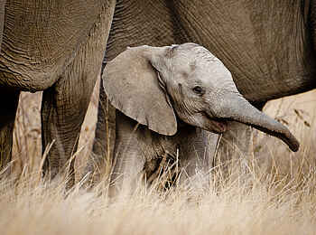 Motswari Game Lodge: Elefantenkalb