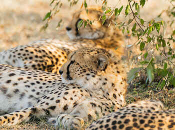 Naboisho Camp: Geparden