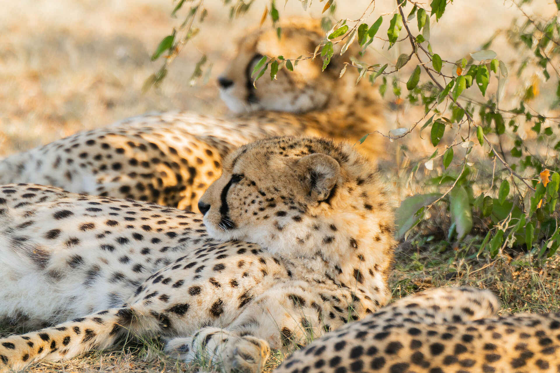 Naboisho Camp: Geparden