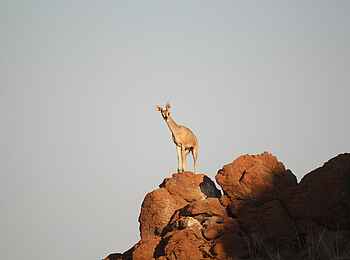 Okutala Lodge: Klippspringer Okutala Lodge: Klippspringer