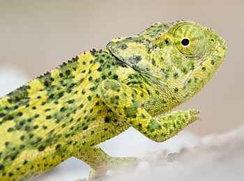 Safarihoek Lodge: Chamäleon