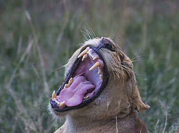 Saseka Tented Camp: Eine gähnende Löwin Saseka Tented Camp: Eine gähnende Löwin