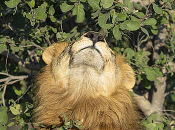 Sediba Sa Rona Lodge: Löwe