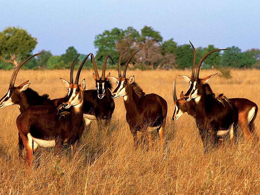 Vumbura Plains Camp: Säbelantilopen Vumbura Plains Camp: Säbelantilopen