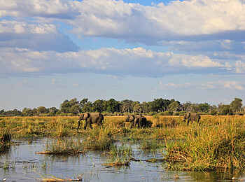 Jackalberry Tented Camp: Elefanten auf den Floodplains