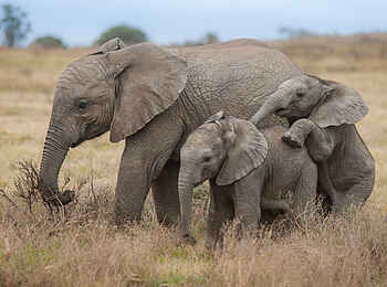 Kariega Settlers Drift Lodge: Elefanten beim Spielen