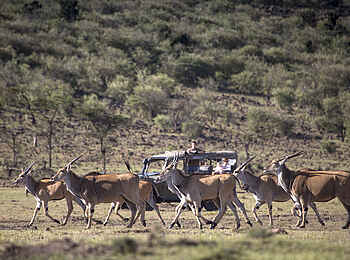 Richards River Camp: Elenantilopen Richards River Camp: Elenantilopen