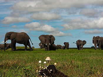 Selinda Camp: Elefanten und kleiner Pilzhügel