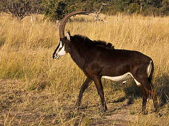 Selinda Explorers Camp: Säbelantilope Selinda Explorers Camp: Säbelantilope