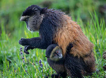 Singita Kwitonda Lodge: Golden Monkey Mutter mit Baby Singita Kwitonda Lodge: Golden Monkey Mutter mit Baby