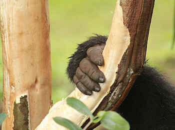 Singita Kwitonda Lodge: Gorillahand Singita Kwitonda Lodge: Gorillahand