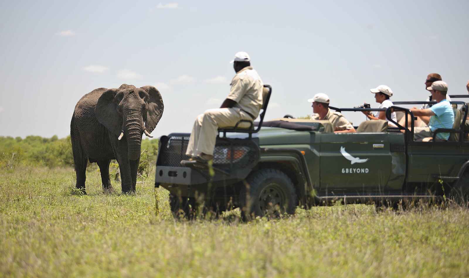 &Beyond Ngala Safari Lodge: Begegnung mit einem Elefanten &Beyond Ngala Safari Lodge: Begegnung mit einem Elefanten