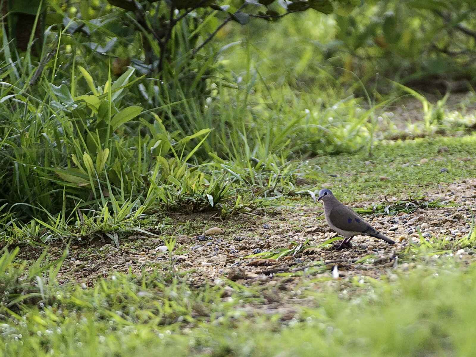 Chintheche Inn: Stahlflecktäubchen Chintheche Inn: Stahlflecktäubchen