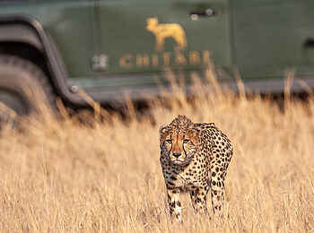 Chitabe Lediba Camp: Gepard