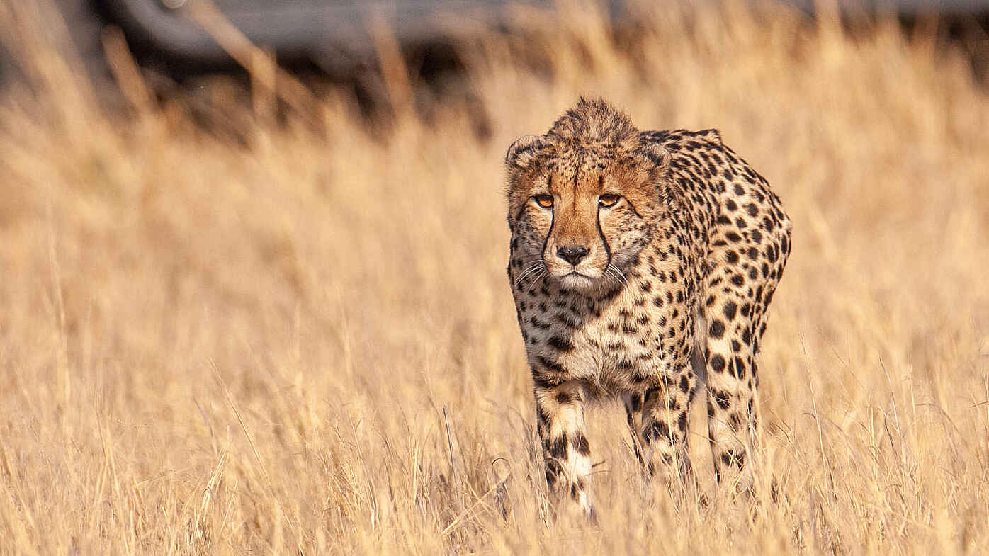 Chitabe Lediba Camp: Gepard