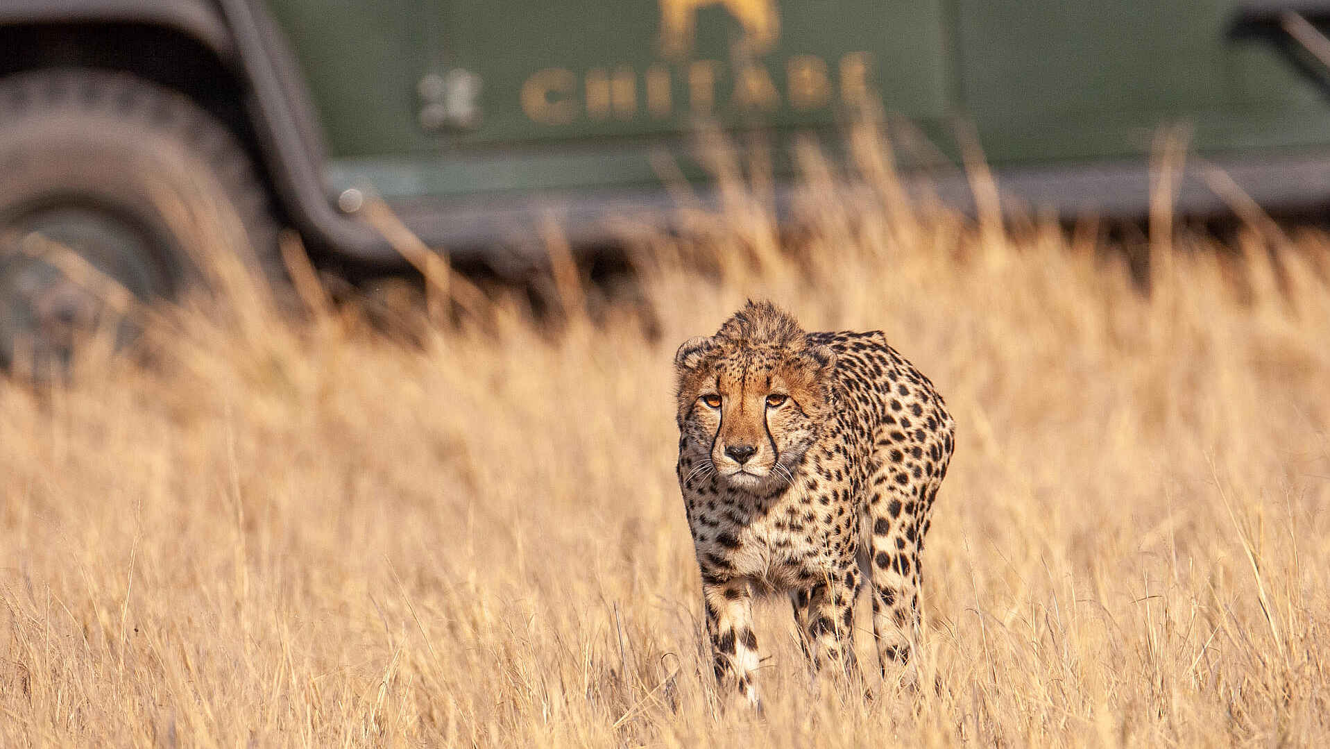 Chitabe Lediba Camp: Gepard