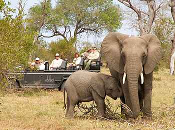Dulini River Lodge: Sichtung einer Elefantenkuh mit ihrem Jungen