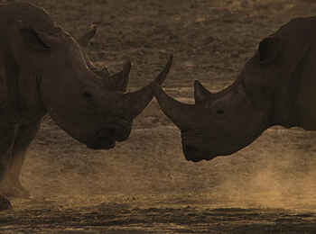 Edo's Camp: Meinungsverschiedenheit unter Nashörnern Edo's Camp: Meinungsverschiedenheit unter Nashörnern