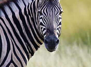 Etosha: Zebra im Visier