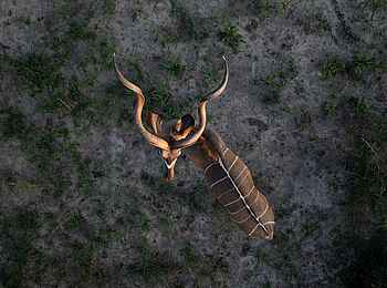 Evolve Back Gham Dhao Lodge: Antilope