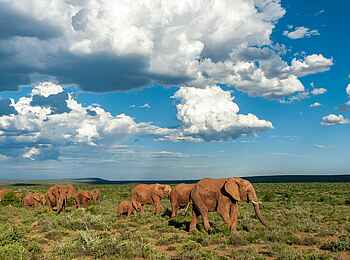 Great Fish River Lodge: Elefantenwanderung