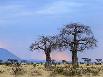 Jabali Private House: Umgebung