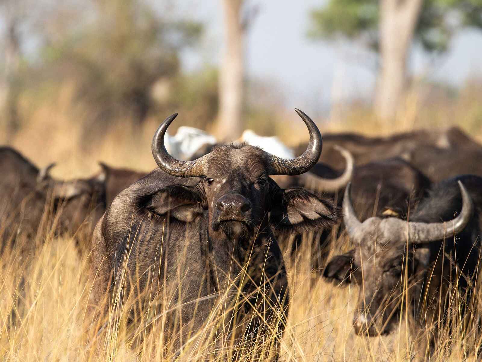 Karangoma Camp: Büffelherde im hohen Gras Karangoma Camp: Büffelherde im hohen Gras