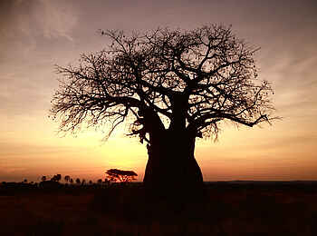 Kigelia Camp: Sonnenuntergang Kigelia Camp: Sonnenuntergang