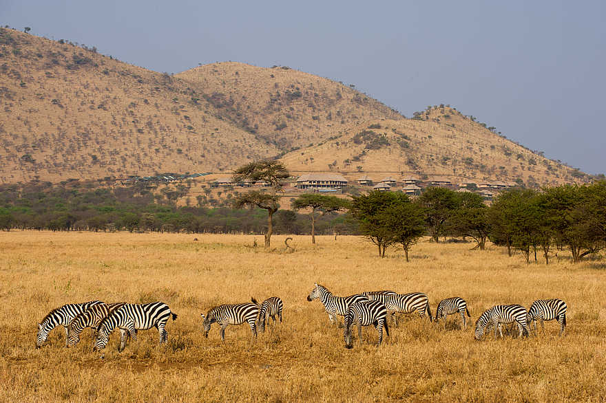 Kubu Kubu Tented Camp: Zebras Kubu Kubu Tented Camp: Zebras