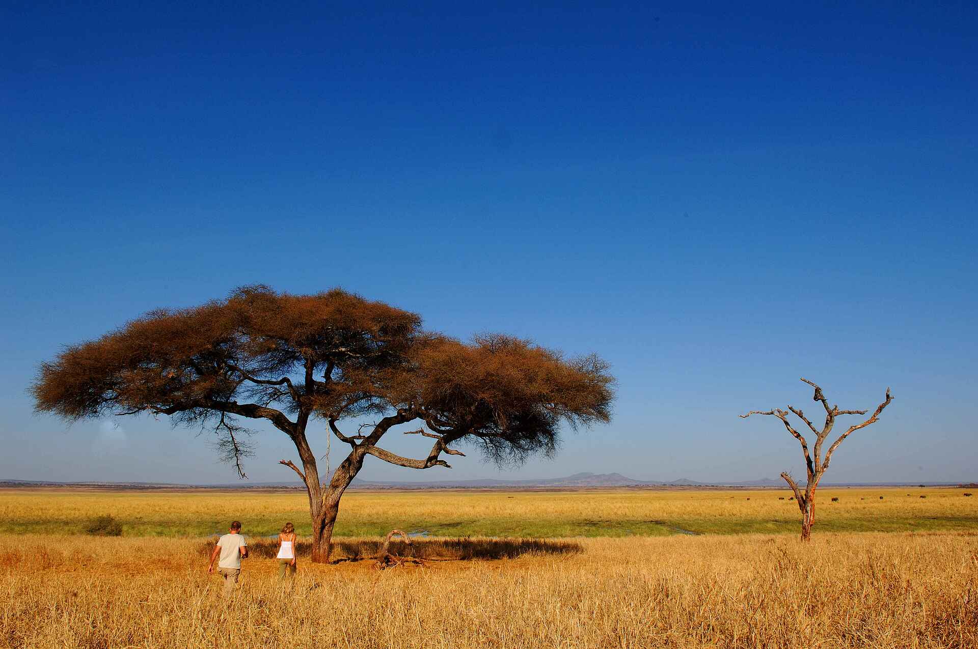 Aktivitäten, buschwanderung, Kuro Tarangire, kuro tarangire camp
