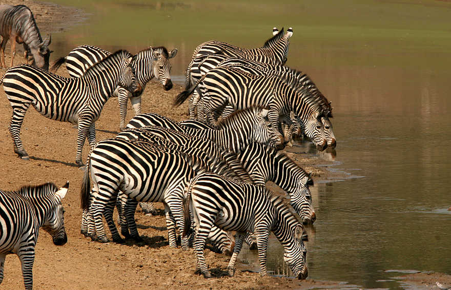 Last Waterhole Hide: Zebraherde Last Waterhole Hide: Zebraherde