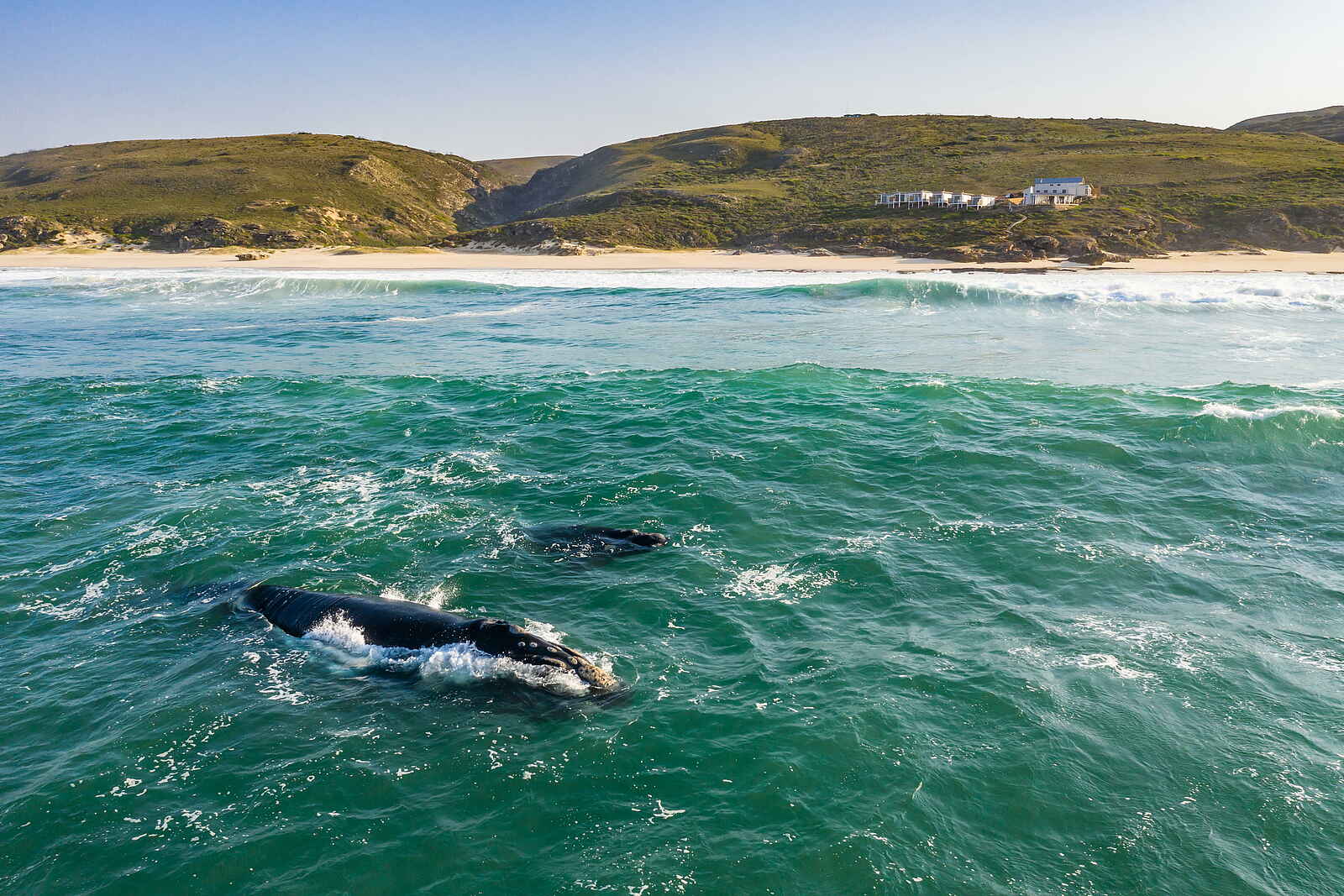 Lekkerwater Beach Lodge: Wale nahe am Strand Lekkerwater Beach Lodge: Wale nahe am Strand