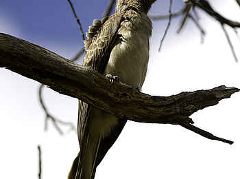 Little Makalolo Camp: Bradfield's Hornbill Little Makalolo Camp: Bradfield's Hornbill