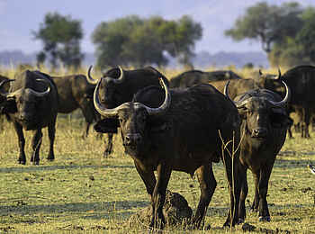 Little Ruckomechi Camp: Büffelherde